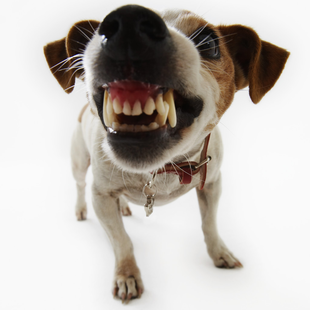 An aggressive dog loose in a house doesn't help it sell.