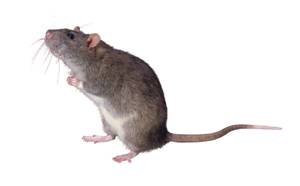 A Mouse