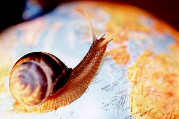 A snail representing how slow many banks are to respond to offers.