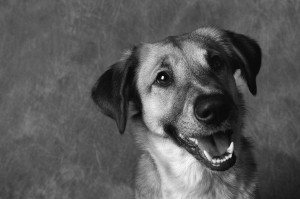 Chicago is a very dog-friendly town!