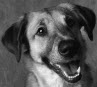 Chicago is very dog-friendly!