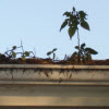 Thumbnail image for Time to clean the gutters