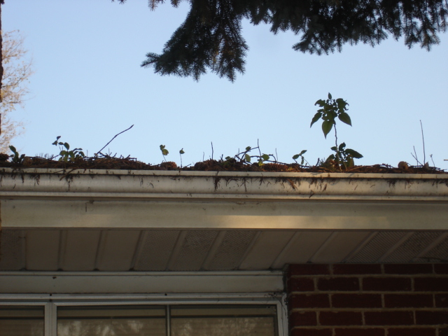 Dirty gutters do not add to a home\'s curb appeal!