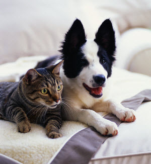 Cats & dogs are welcome in Loop condos with limitations Cats & dogs are welcome in Loop condos with limitations