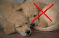 2 Puppies